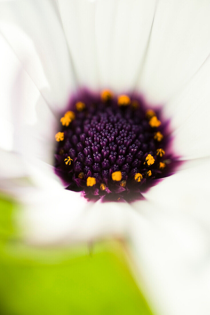 Center of osteospermum flower, close-up