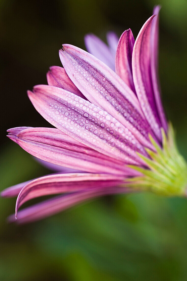 Flower, close-up