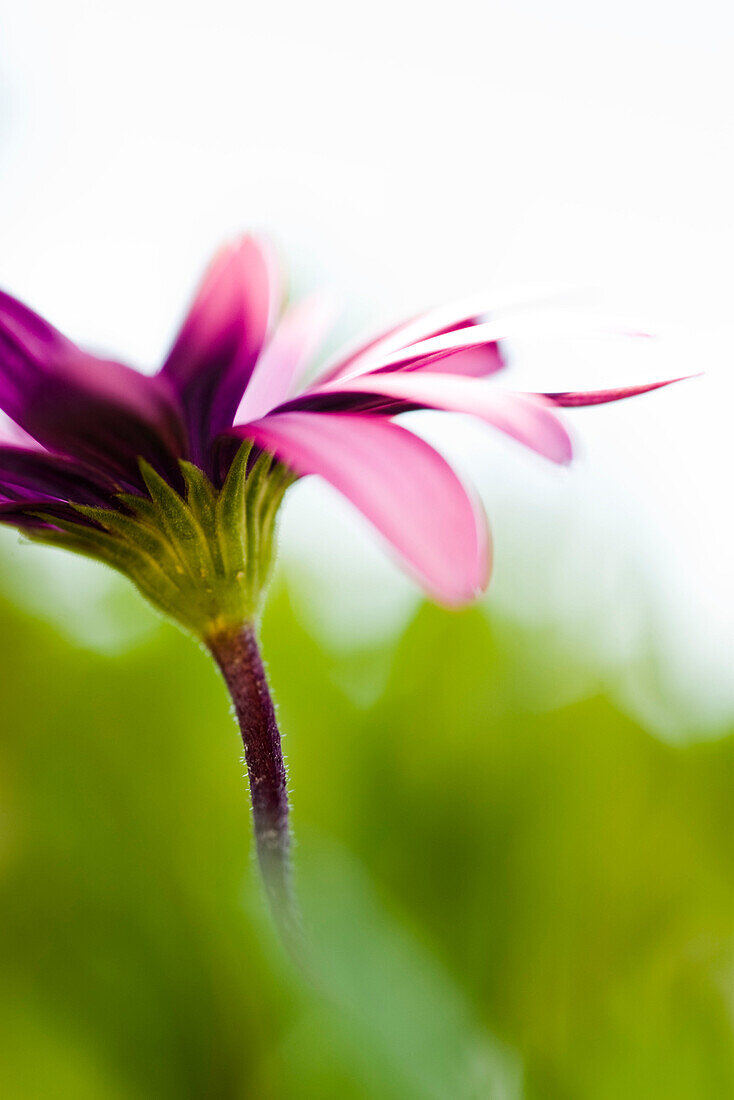 Flower, close-up of peduncle