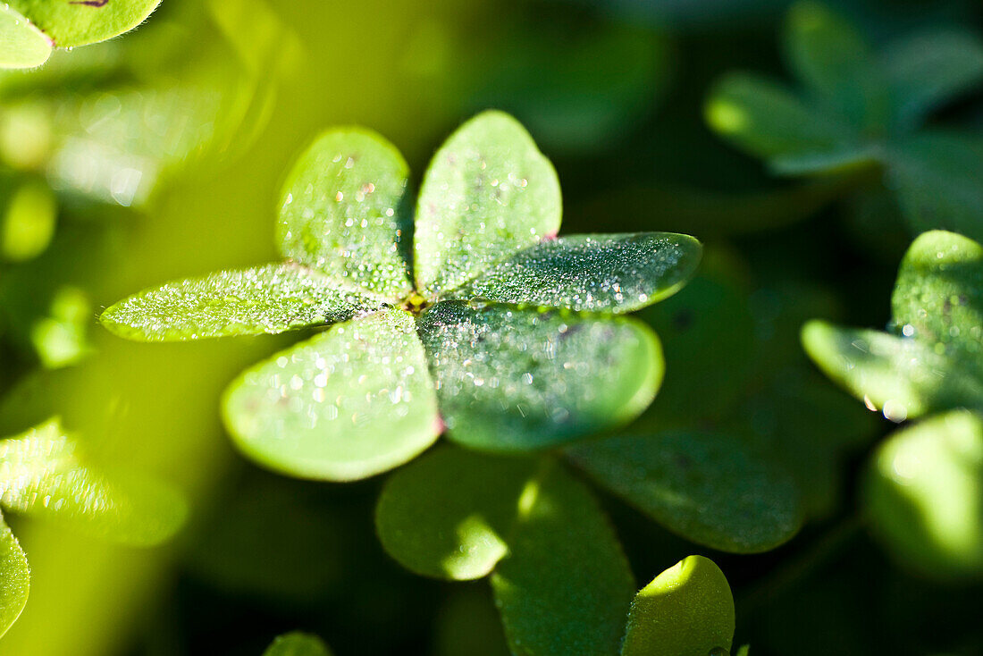 Dew on clover leaf