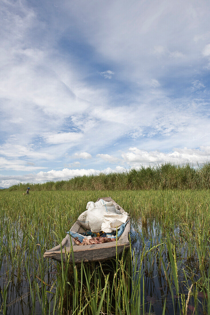 Inle Lake, Myanmar, boat in the middle of rice paddy