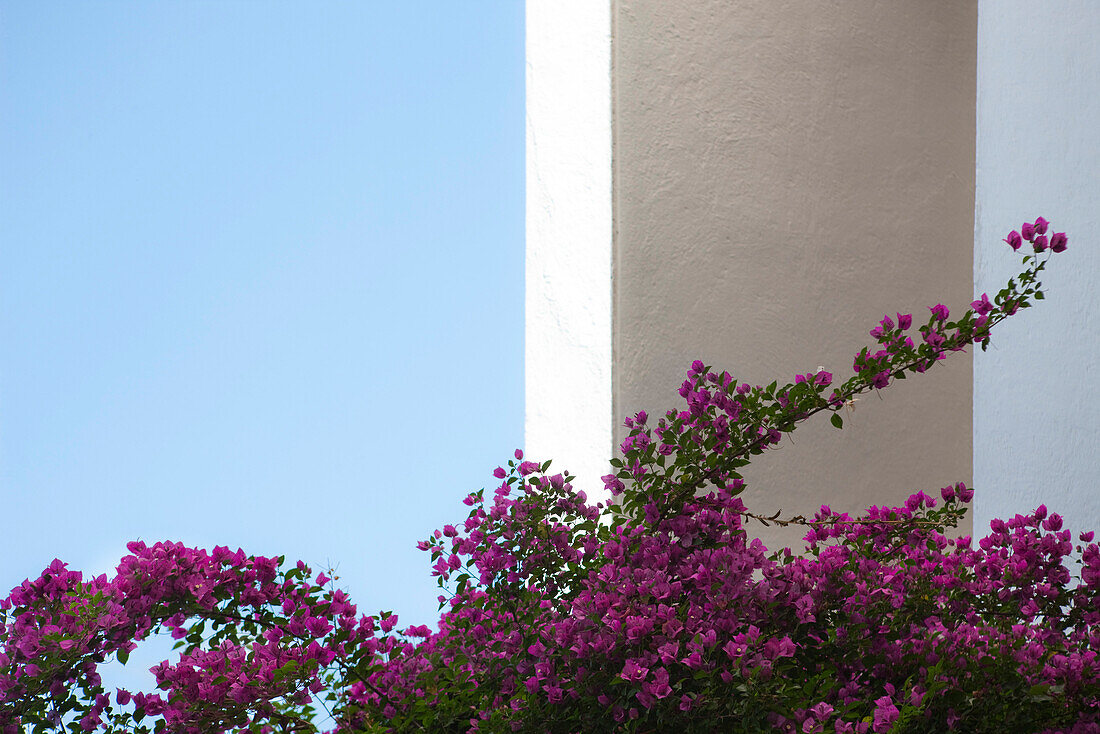 Azalea flowers against white column