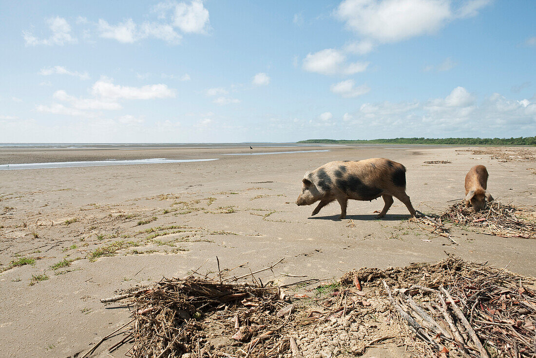 Pigs on beach, Amazon, South America
