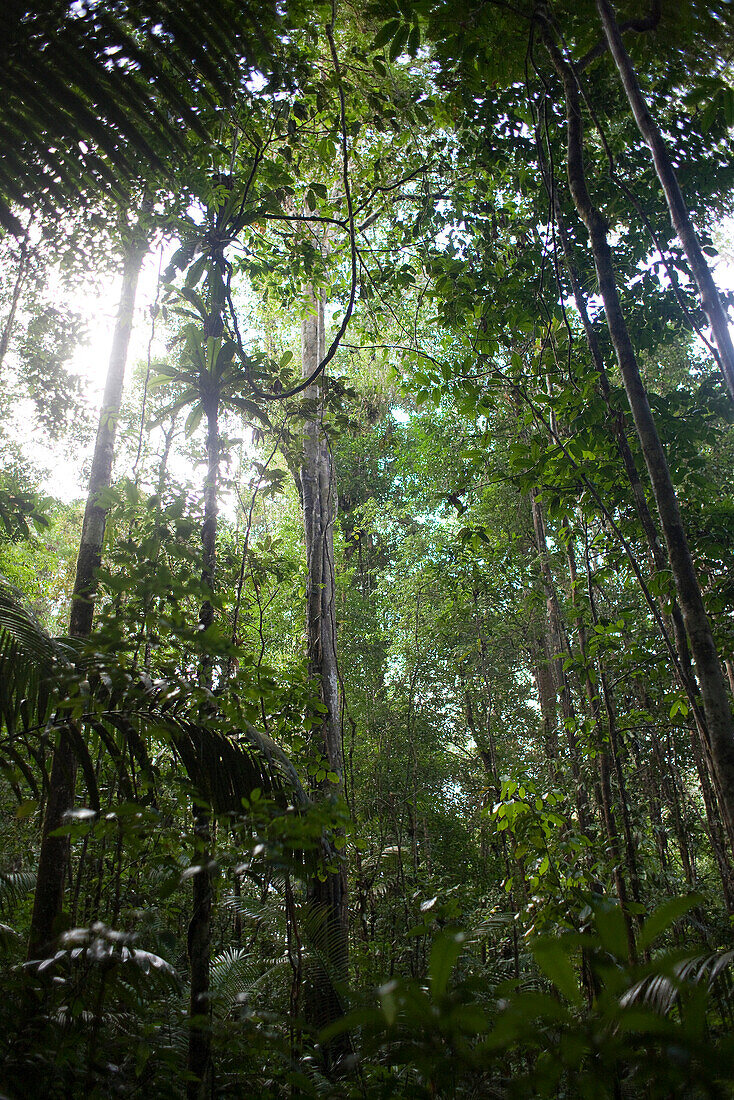 South America, Amazon rainforest, low angle view
