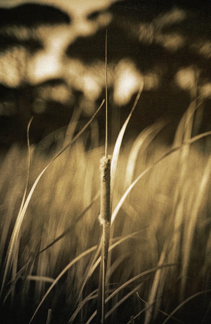 Marsh grass, close-up, b&w, toned