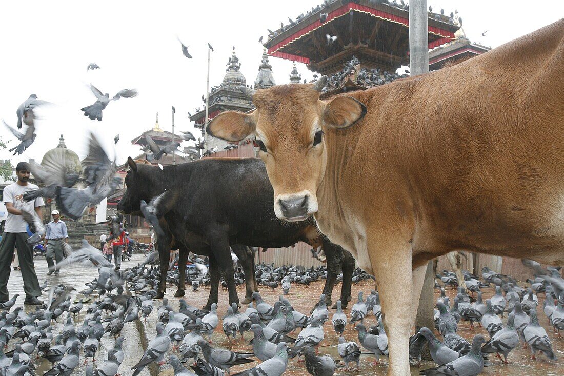 Népal, Kathmandu, Sacred cows