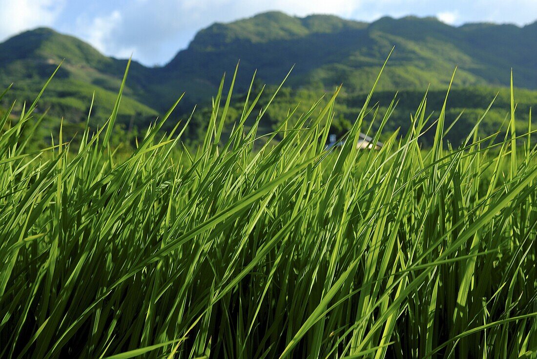 Vietnam, Rice field near Sapa