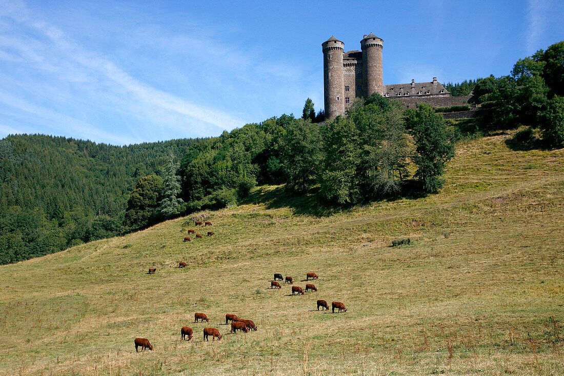 France, Auvergne, Cantal, Tournemire, Anjony castle (14th century) and Salers cow
