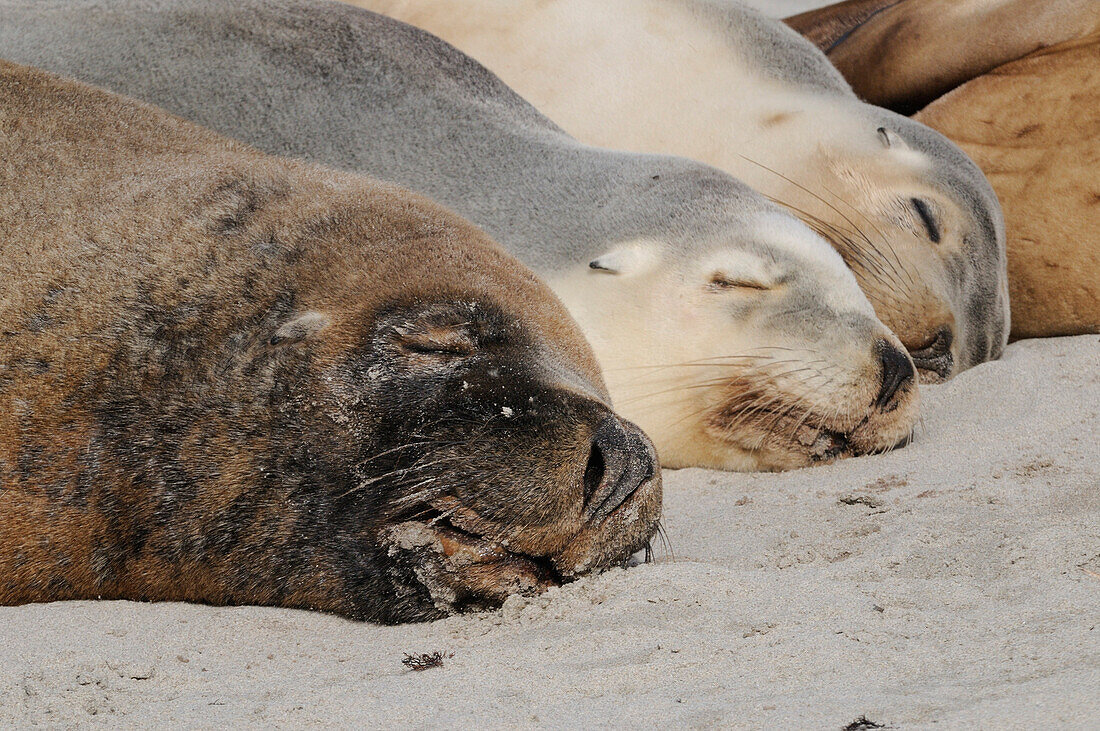 Australia, South Australia, Kangaroo Island, Seal Bay Conservation Park, Australian Sea-lion (Neophoca cinerea) group