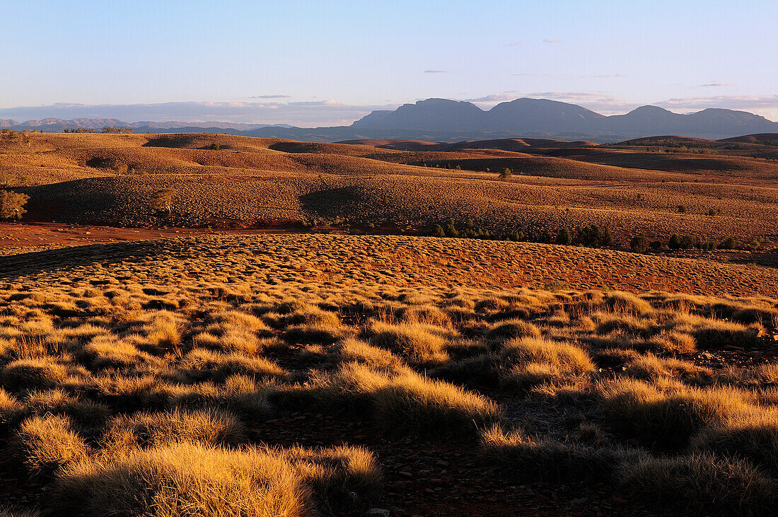 Australia, South Australia, Flinders Ranges National Park, spinifex (Poaceae)