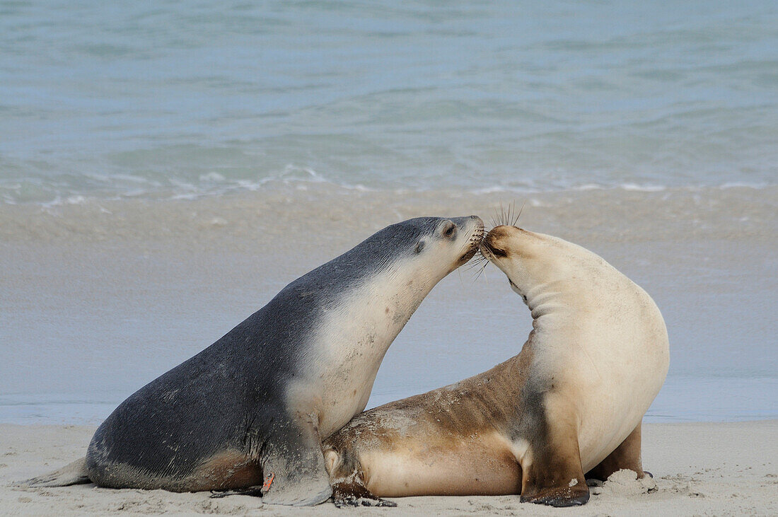 Australia, South Australia,  Kangaroo Island, Seal Bay Conservation Park, two young Australian sea-lions (Neophoca cinerea)