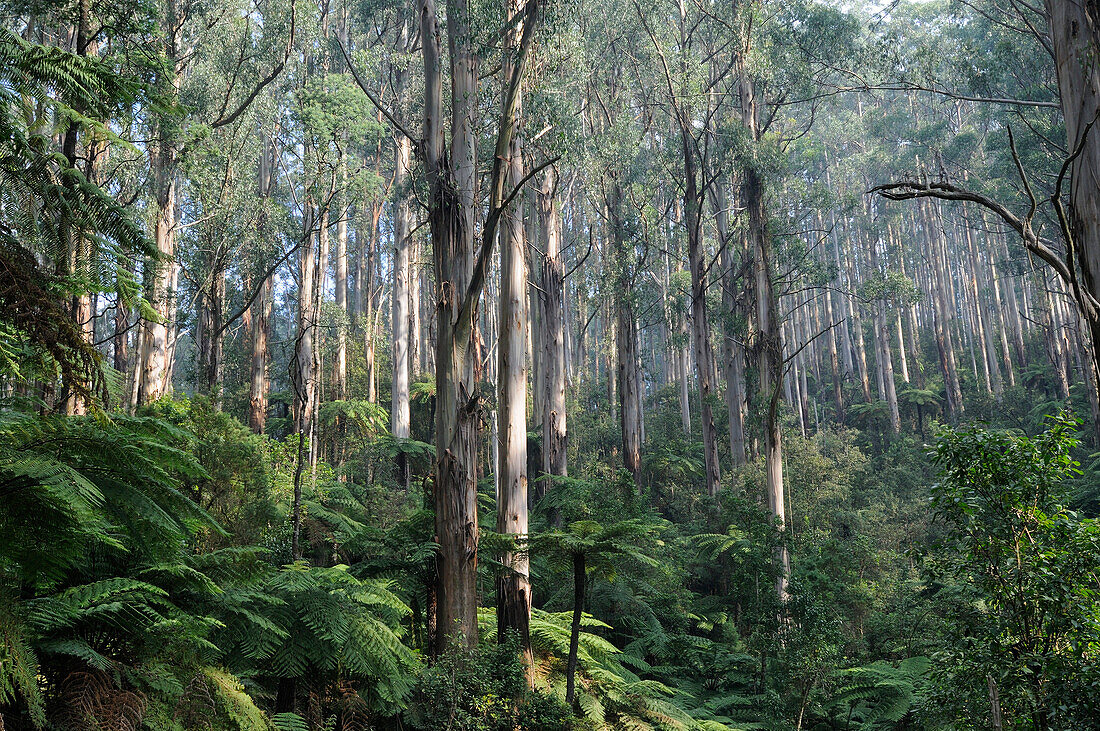 Australia, eucalyptus regnans (Eucalyptus regnans) and ferns