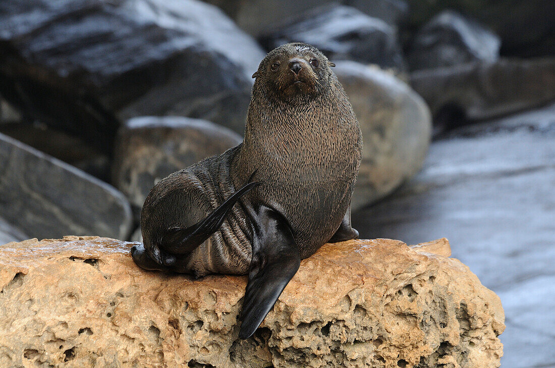 Australia, South Australia, Kangaroo Island, Fur Seal (Arctocephalus forsteri)