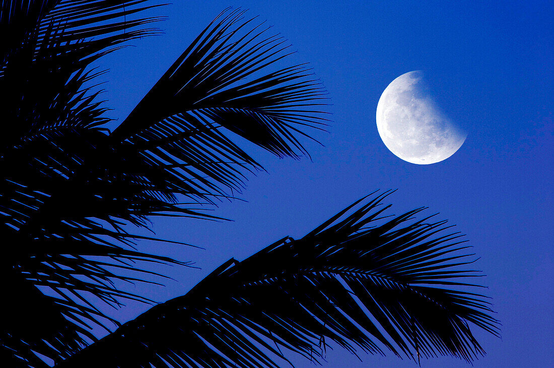Brazil, Bahia, moon and palm tree