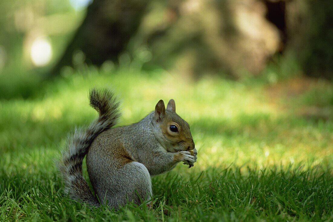 England,London,St.James Park,Grey Squirrel