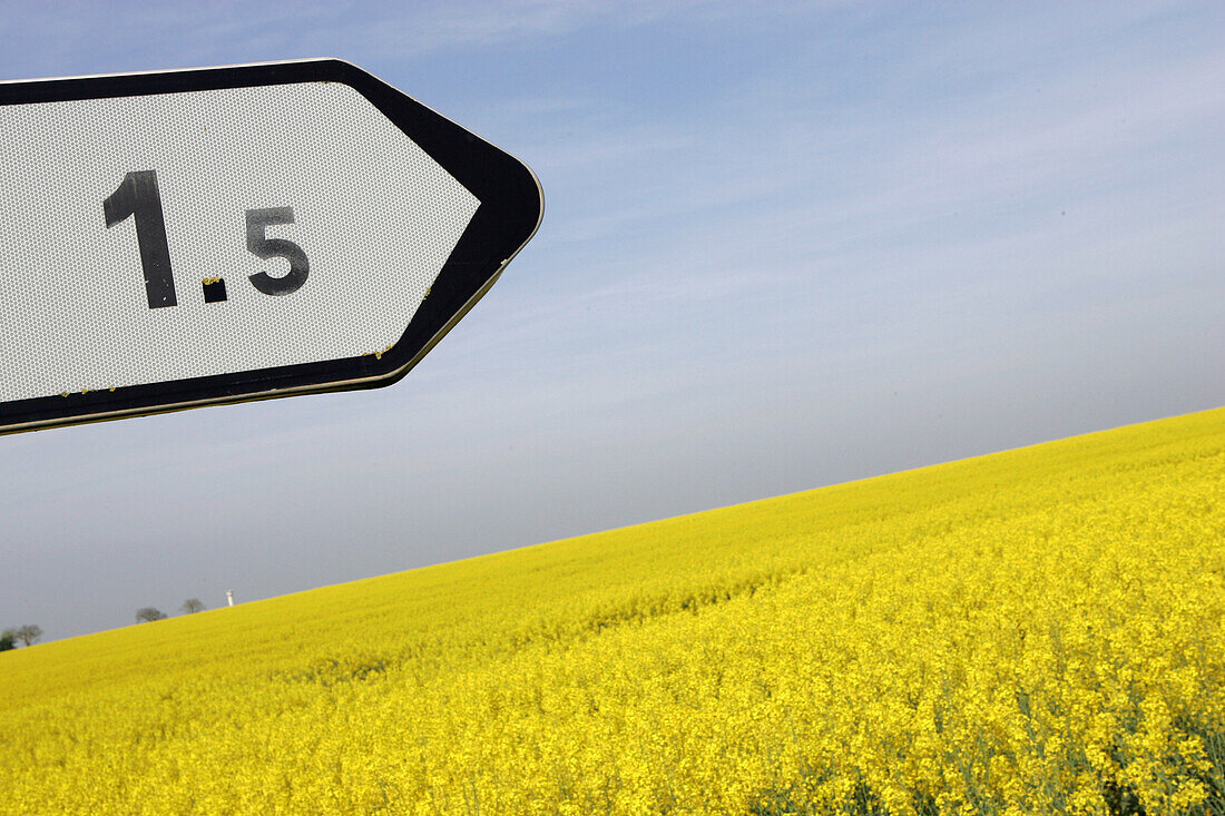 France, Centre, Cher, rape field