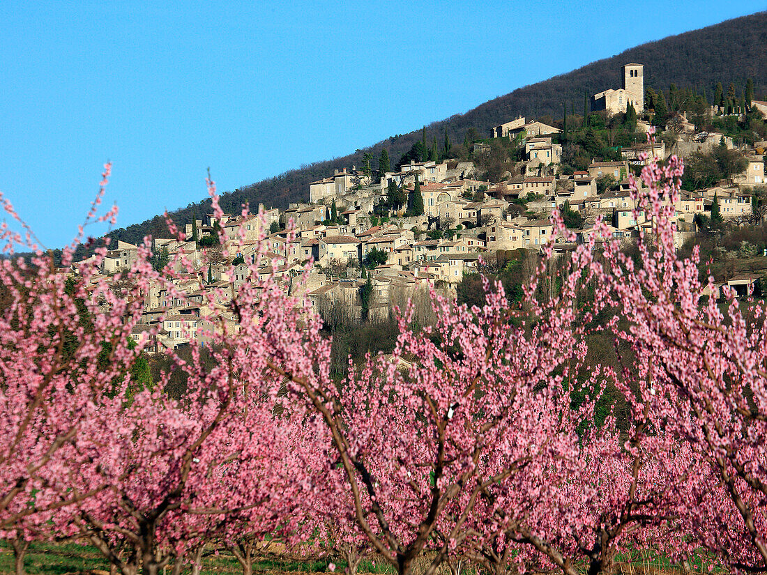 France, Rhone-Alpes, Drome, Mirmande, general view, peach trees