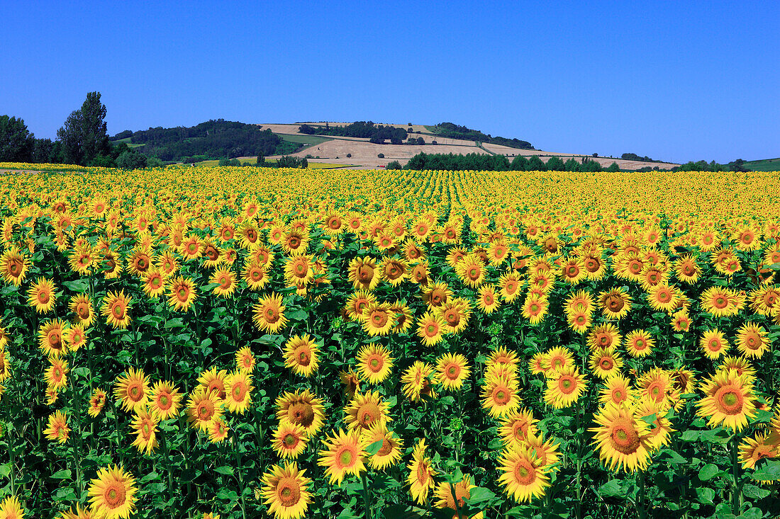 France, Auvergne, Puy de Dome, sunflowers field in summer