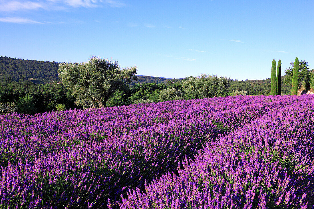France, Provence, Vaucluse, Luberon landscape, lavender field