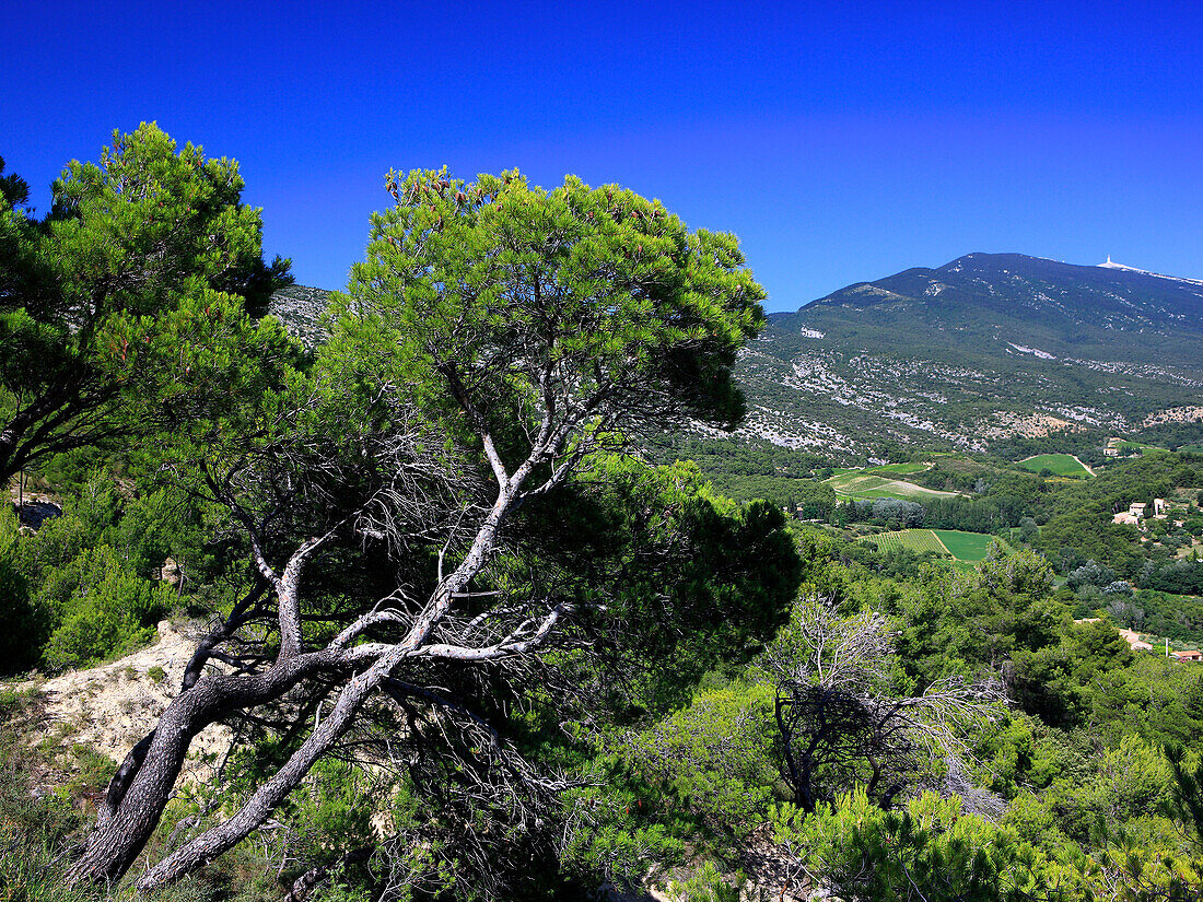 France, Provence, Vaucluse, Mont Ventoux, landscape