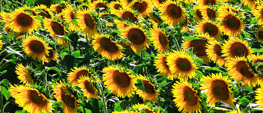 Sunflowers field in summer