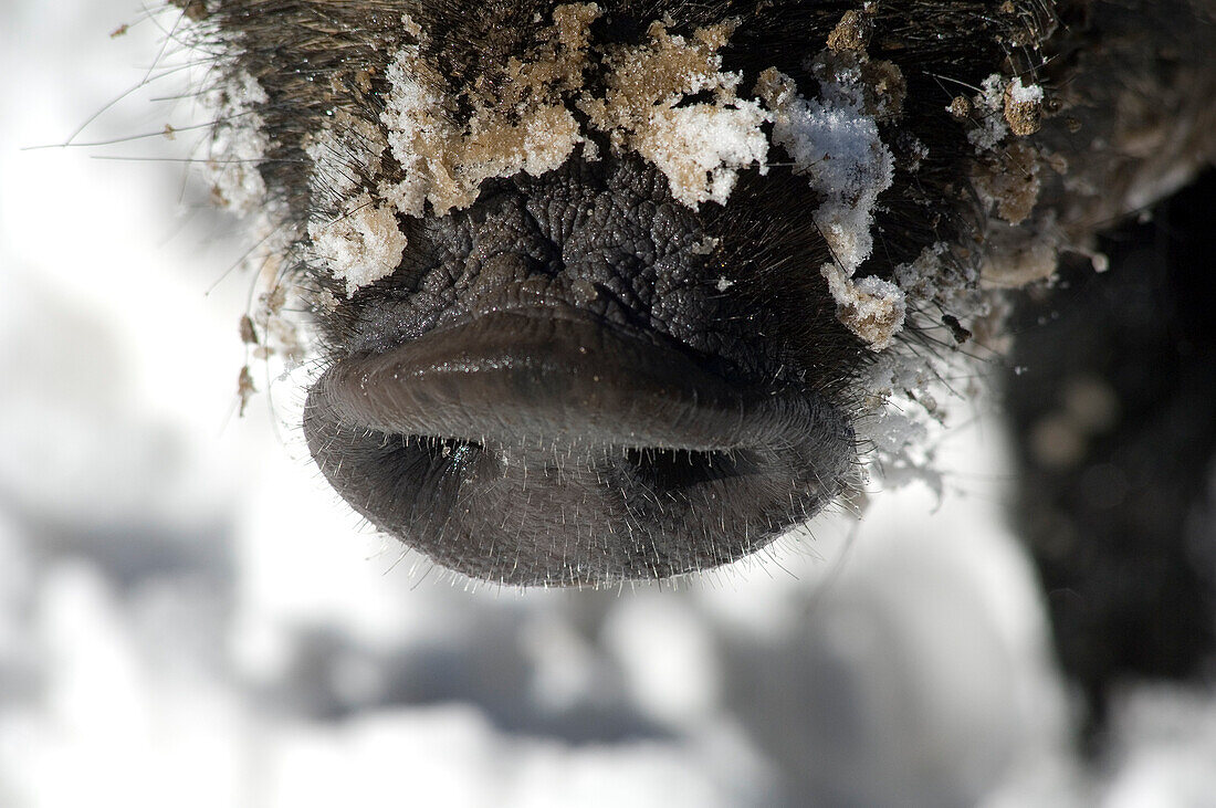 Wild Boar, nooze (Sus scrofa)