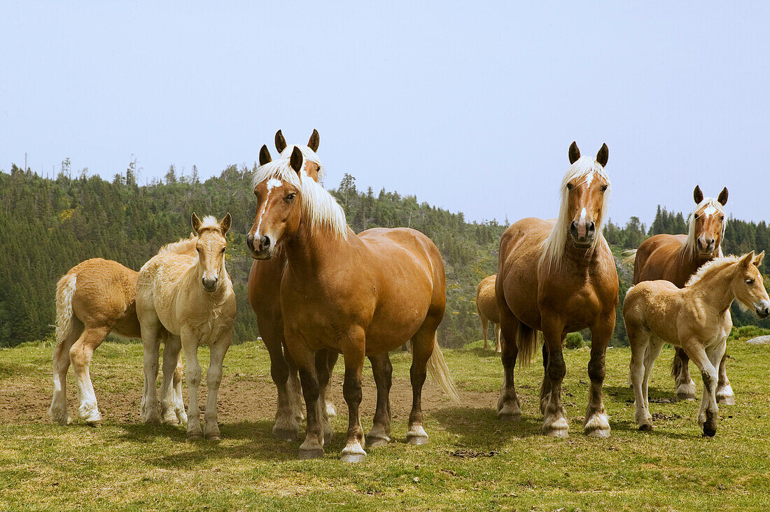 France, Auvergne, Puy de Dome, horses