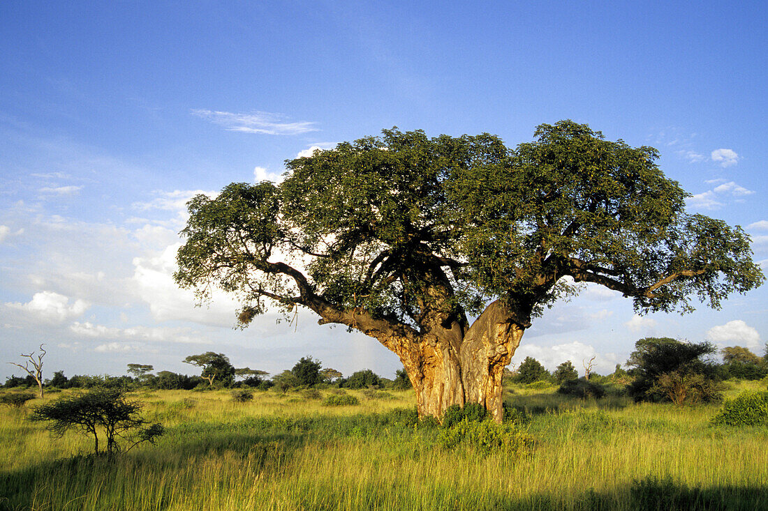 Tanzania, Tarangire National Park, baobab tree