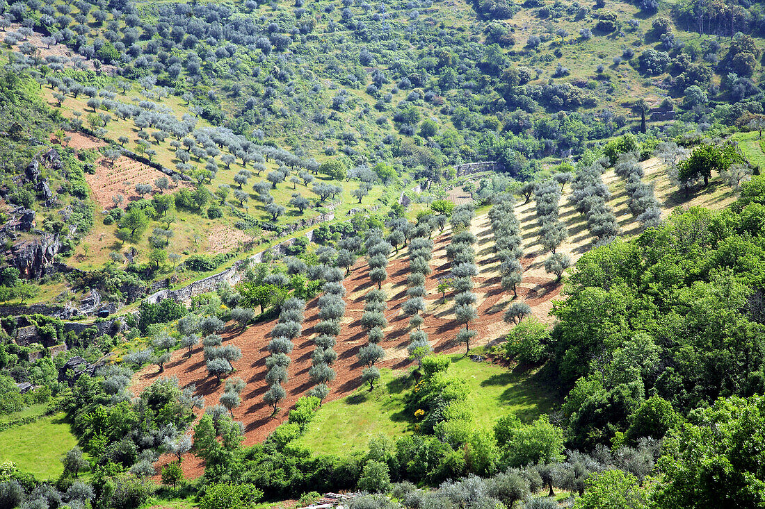 Portugal, Tras-os-Montes, olive grove, landscape
