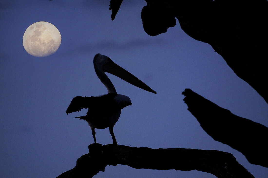 Australian Pelican (Pelecanus conspicillatus) at night, Murray River, South Australia, Australia