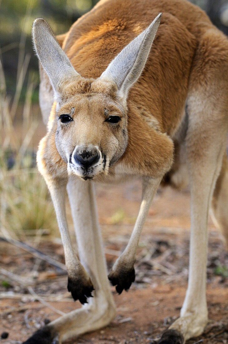 Red kangaroo (Macropus rufus), Central Australia, Australia