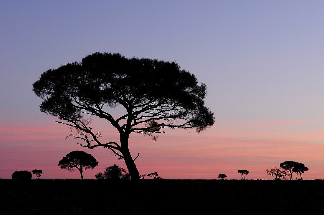 Western Myall (Acacia papyrocarpa), salt arid bush, South Australia, Australia