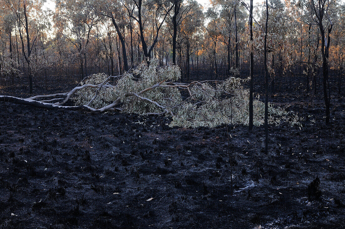 After fire bush, Northern Territory, Australia
