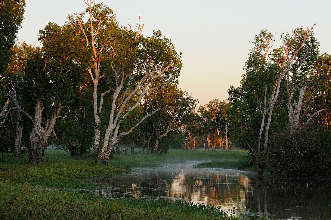 Paperbark Gums along Yellow Water, South Alligator River floodplain, Kakadu National Park,  Northern Territory, Australia