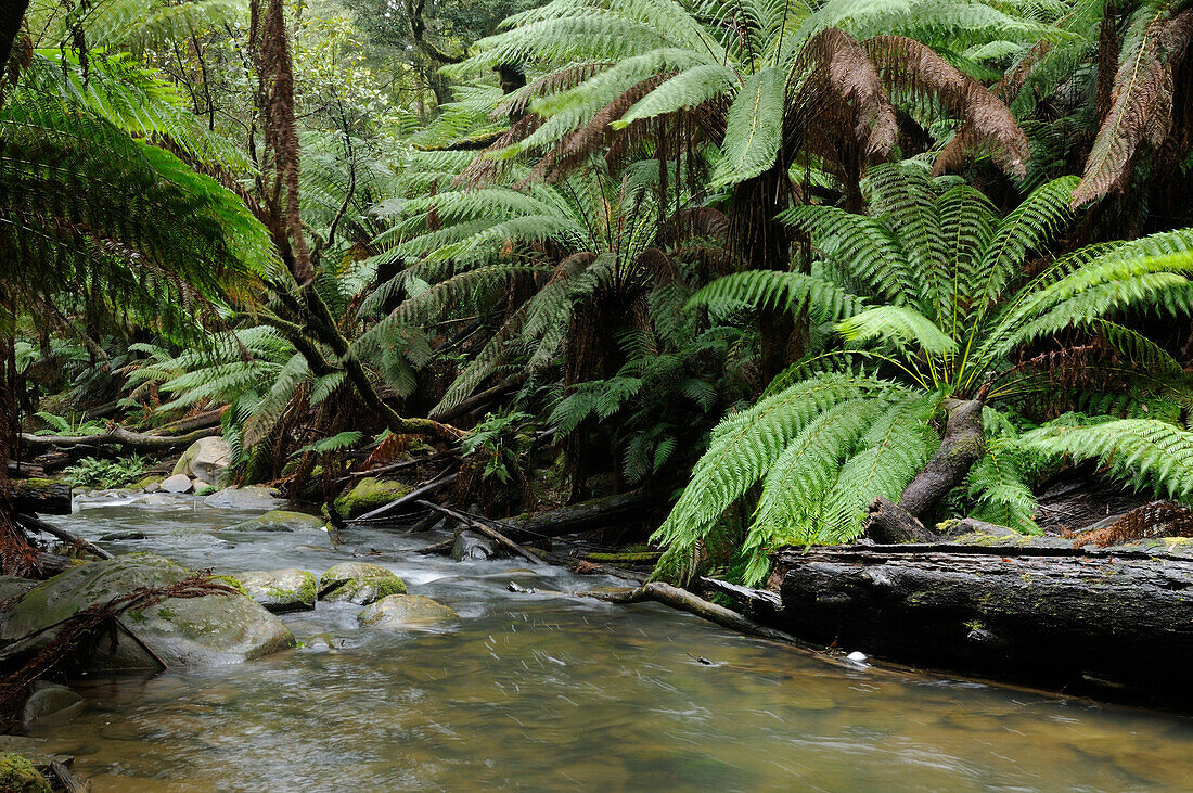 Soft tree-ferns (Dicksonia antarctica) along Aire river  Great Otway National Park, Victoria, Australia