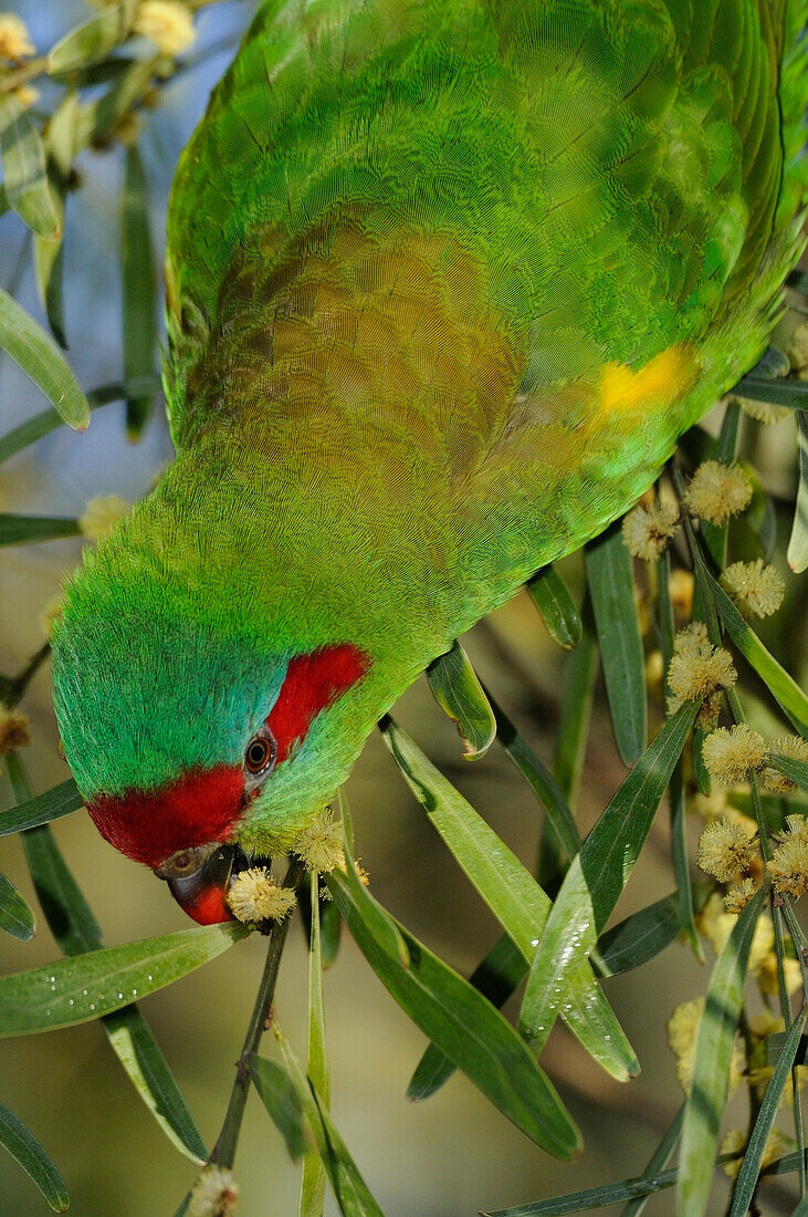 Australia, Victoria, musk Lorikeet (Glossopsitta concinna)