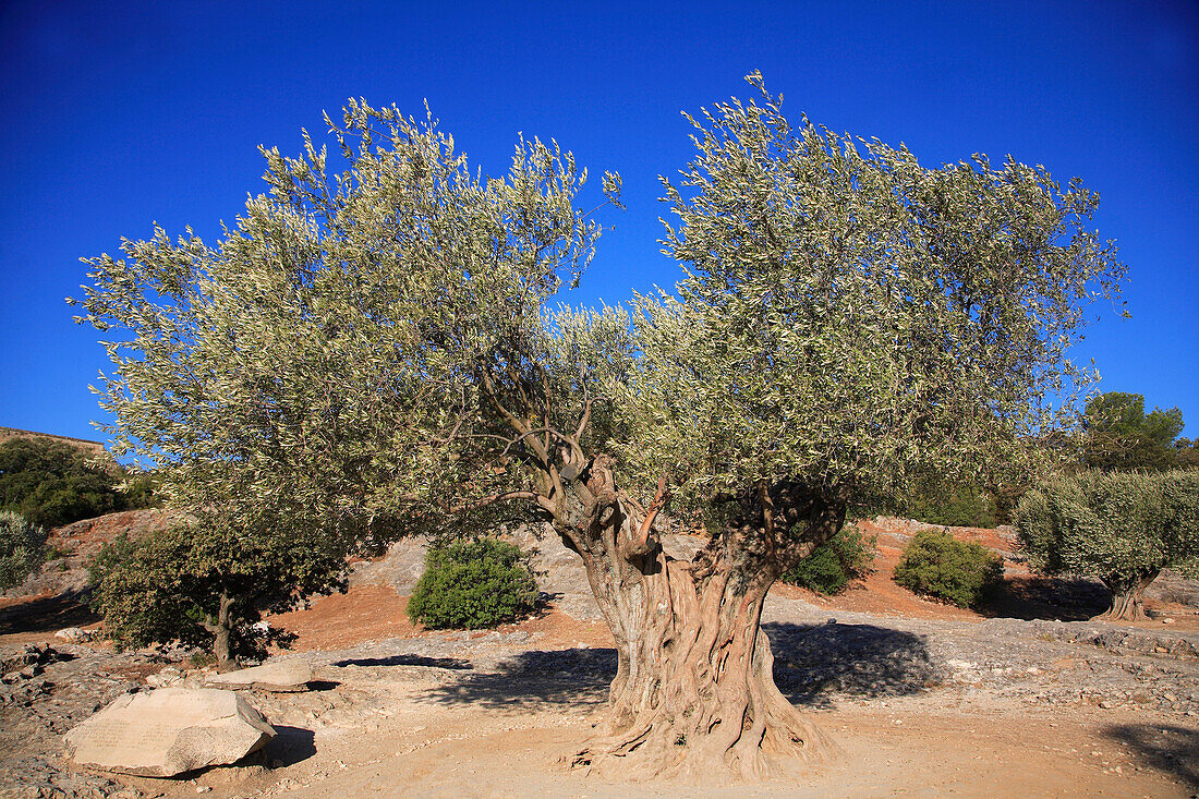 France, Provence, old olive tree