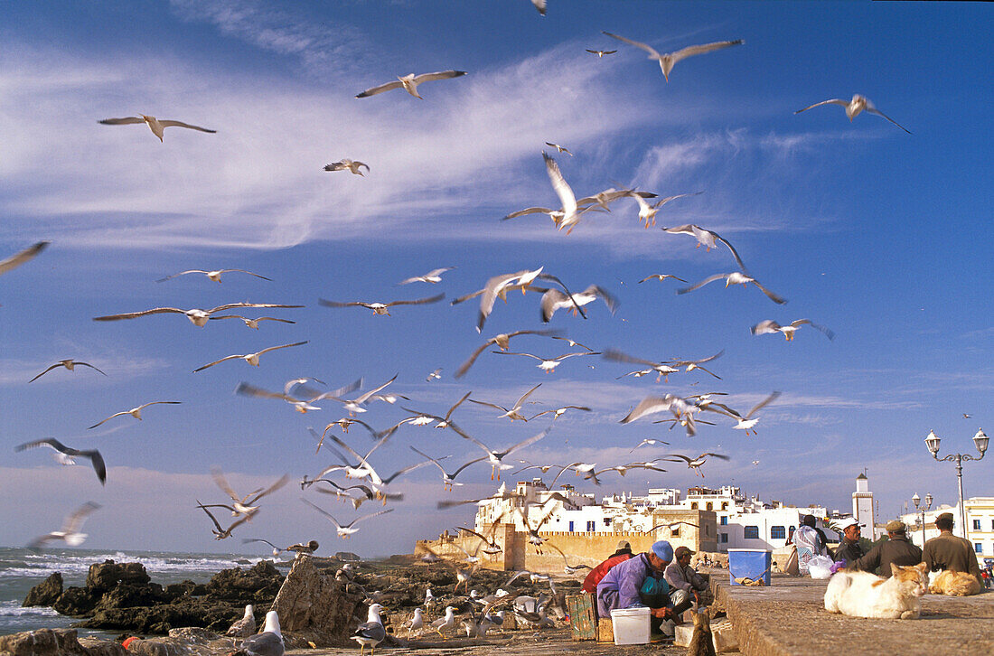 Morocco, Essaouira, sea gulls flying around the traders of fish, city in the back