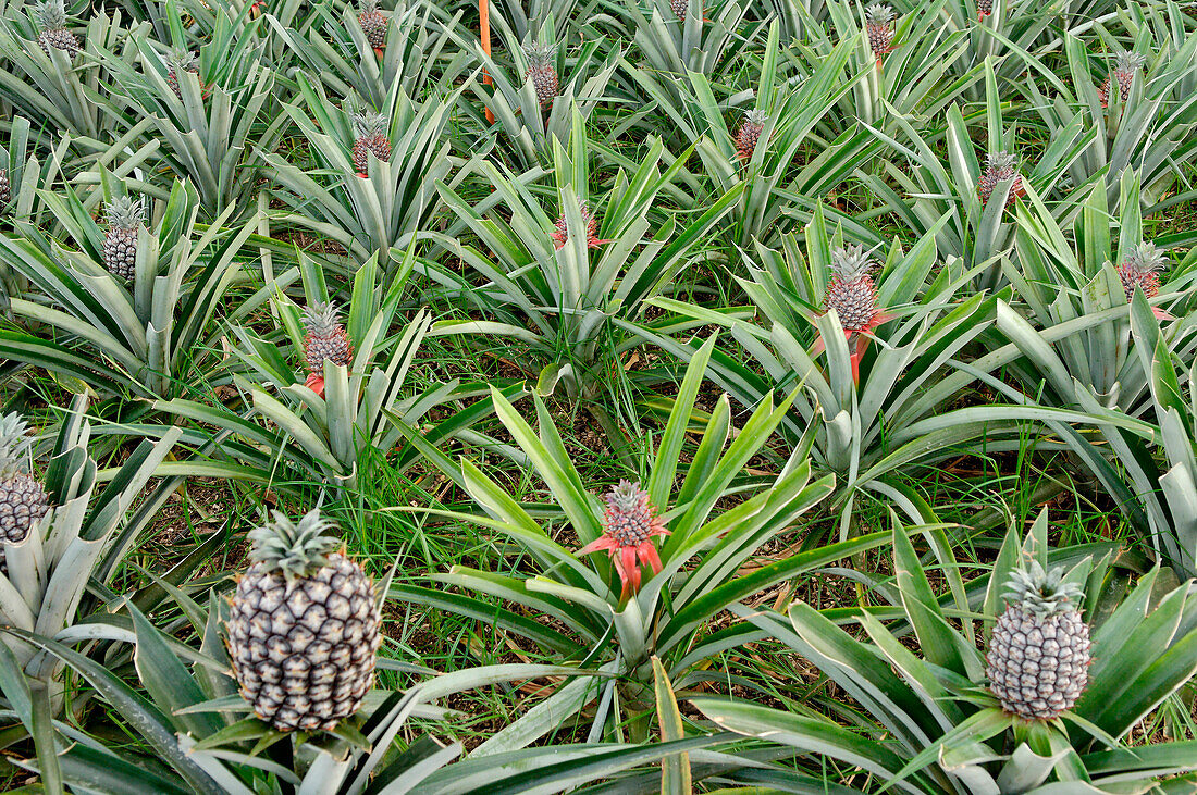 Azores, S. Miguel island, Faja da Baixo, pineapple greenhouse cultivation