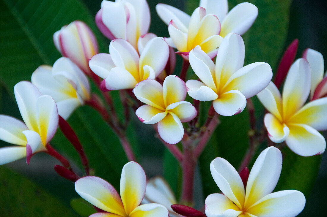 French Polynesia, Southern Pacific Ocean, Archipelago of Society Island,  Islands in the Windward, Bora-Bora, flowers of Frangipanier