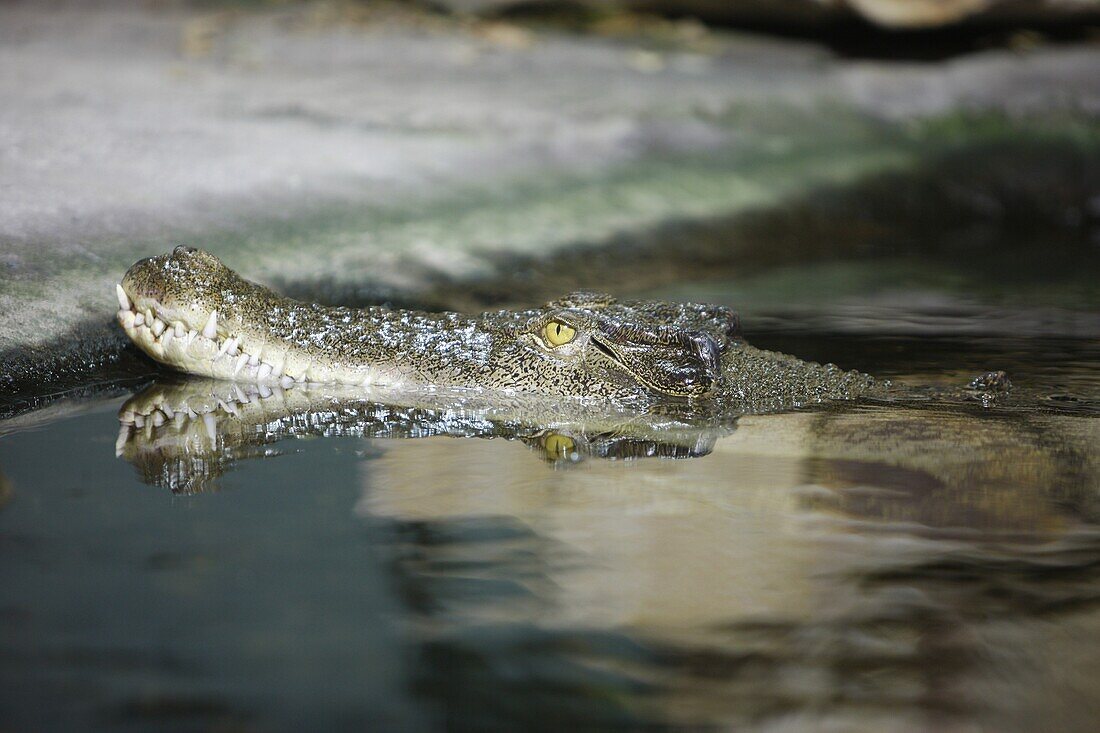 Australie, Sydney, Crocodile.