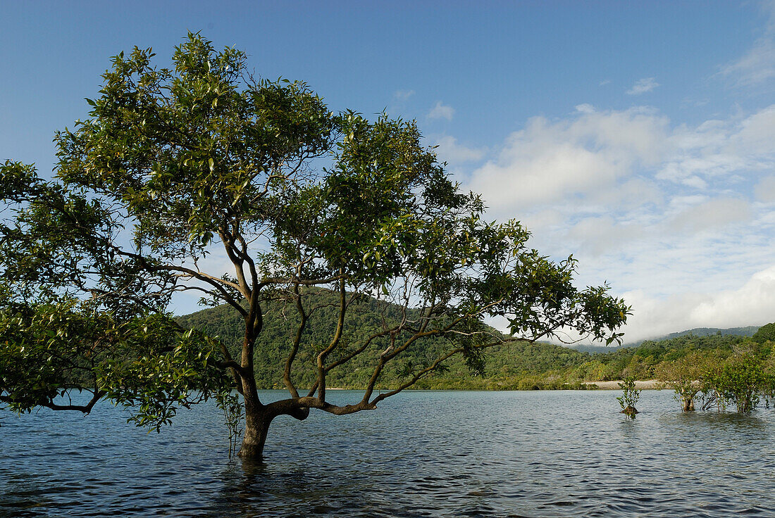 Australia, Queensland, Conway National Park, mangrove tree