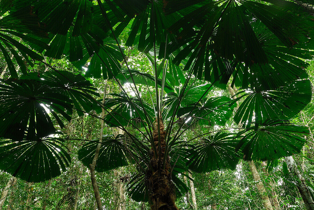 Australia, Queensland, Daintree National Park, Wedge-leaflet fan palm (Licuala ramsayi)