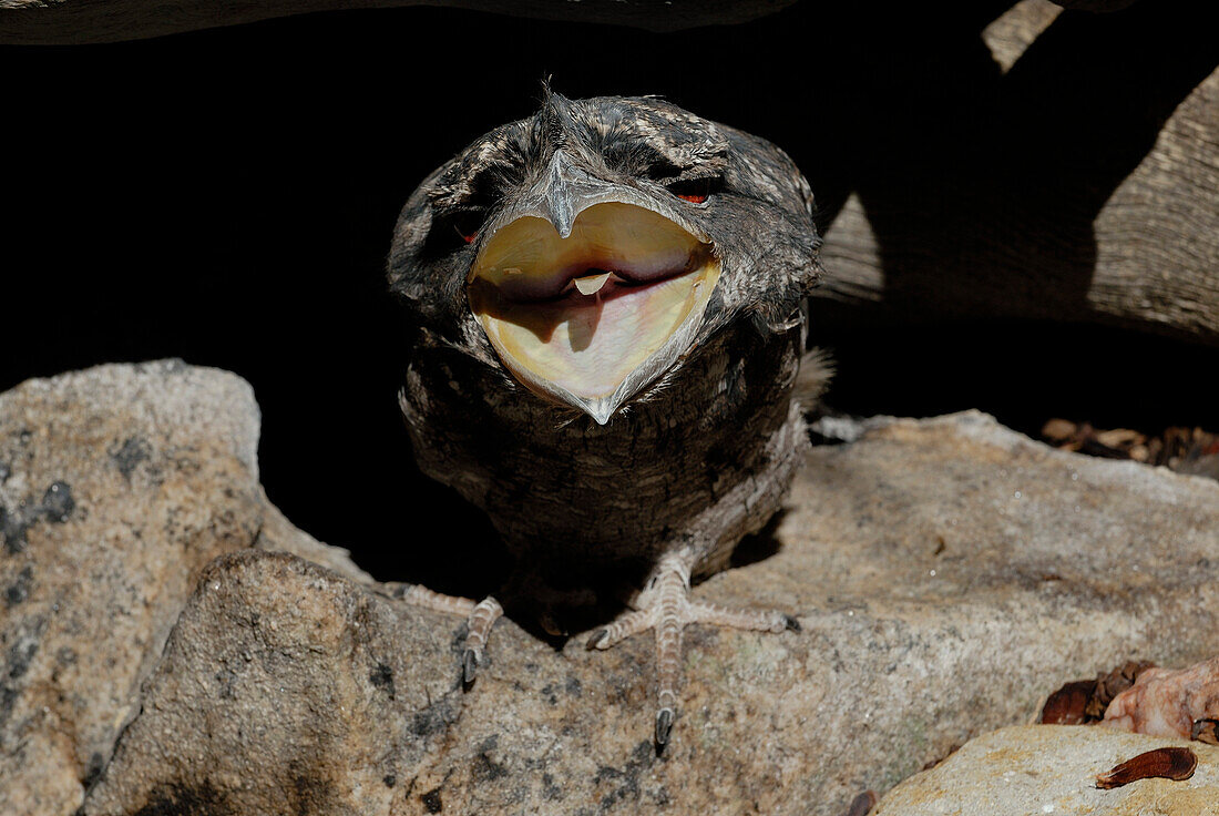 Australia, Queensland, Tawny Frogmouth (Podargus strigoides)