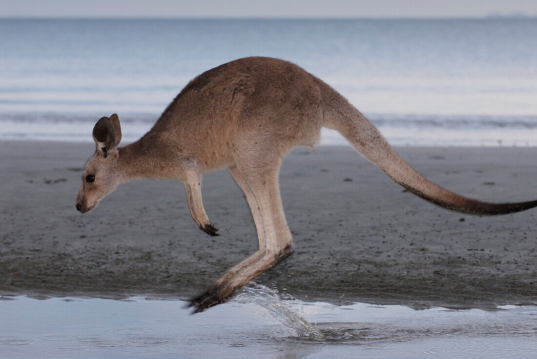 Australia, Queensland, Cape Hillsborough National Park, Eastern Gray Kangaroo (Macropus giganteus)