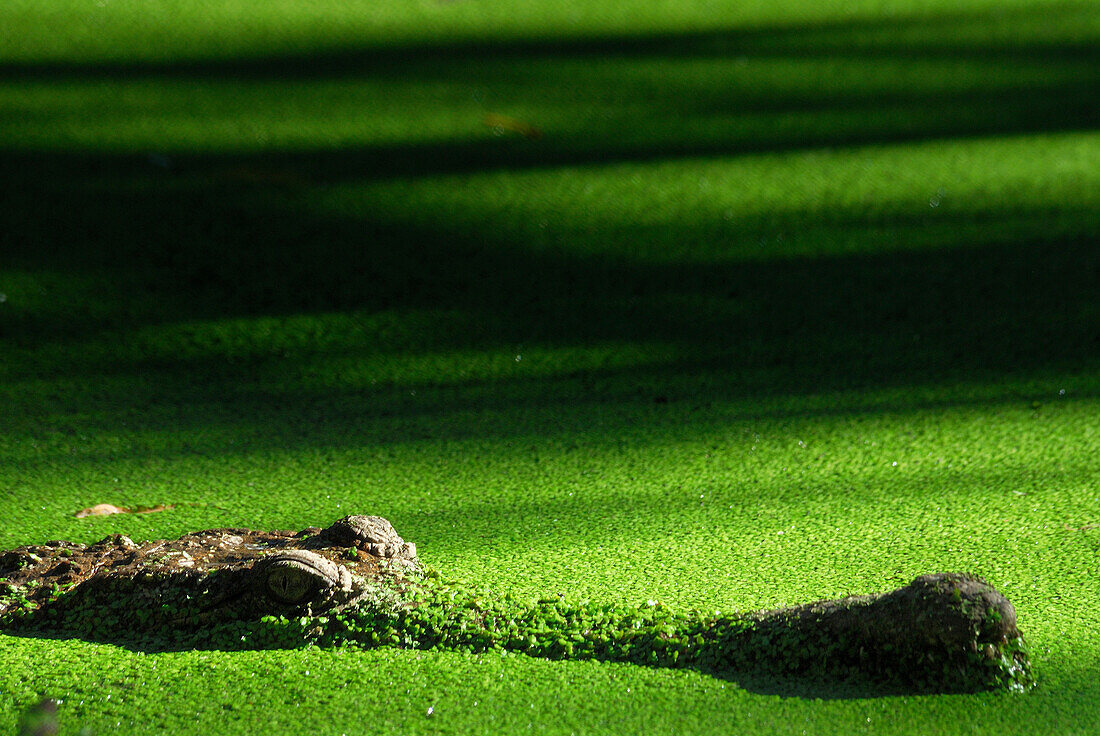 Australia, Northern Territory, Kakadu National Park, freshwater crocodile (Crocodylus johnstoni)