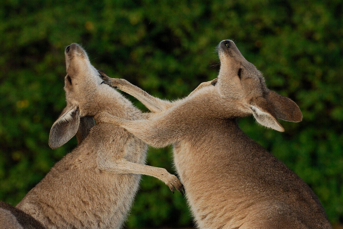 Australia, Queensland, Cape Hillsborough National Park, Eastern Gray Kangaroos (Macropus giganteus)