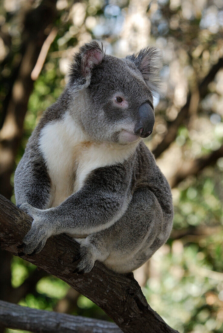 Australia, Queensland, koala (Phascolarctos cinereus)