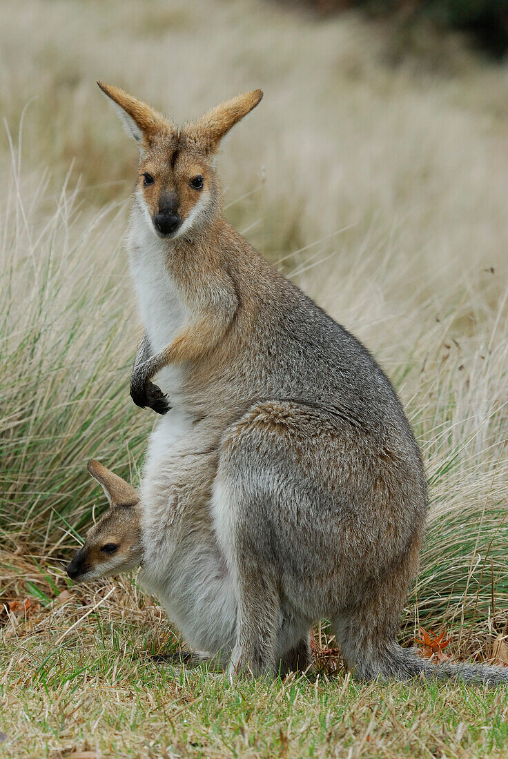 Australia, Queensland, Bunya Mountains National Park, red-necked wallaby