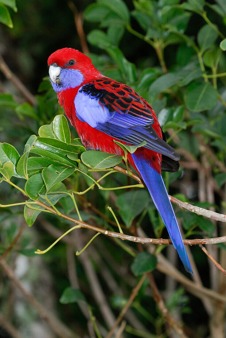 Australia, Queensland, Crimson Rosella (Platycercus elegans)